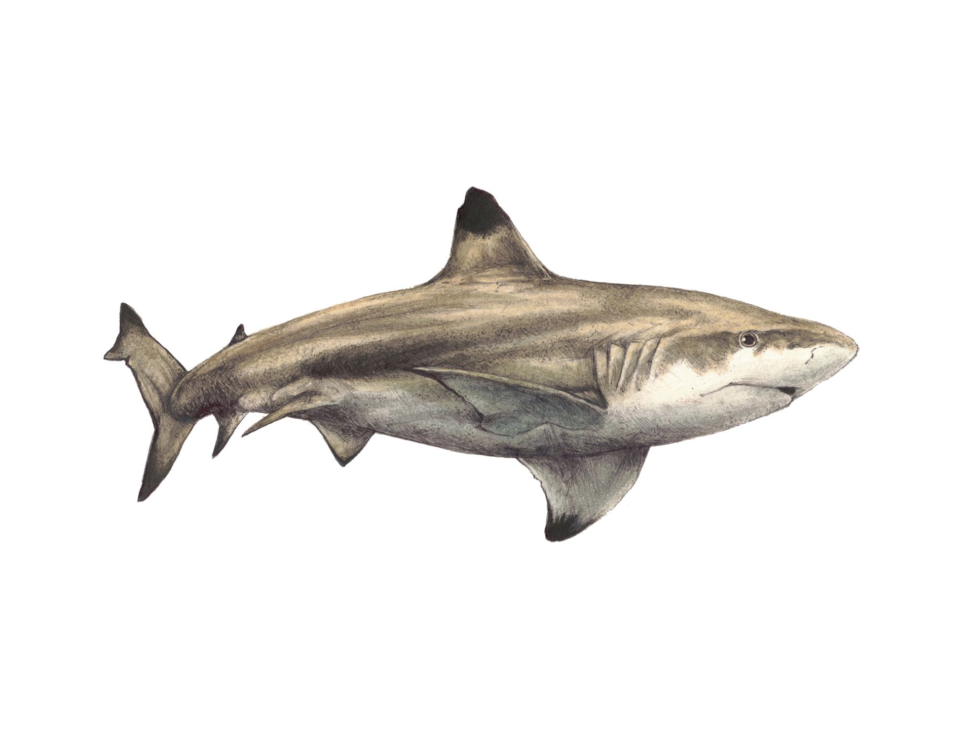 Blacktip Reef Shark Print