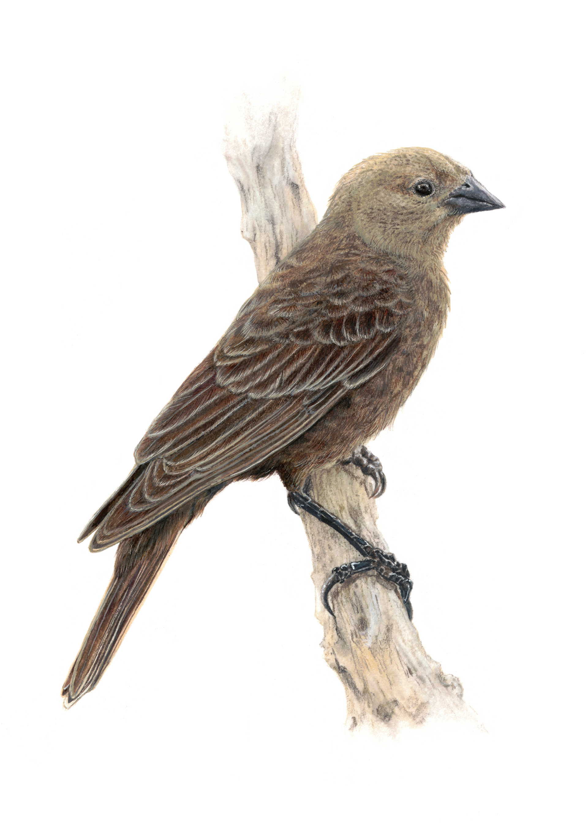 Brown Headed Cowbird Art Print