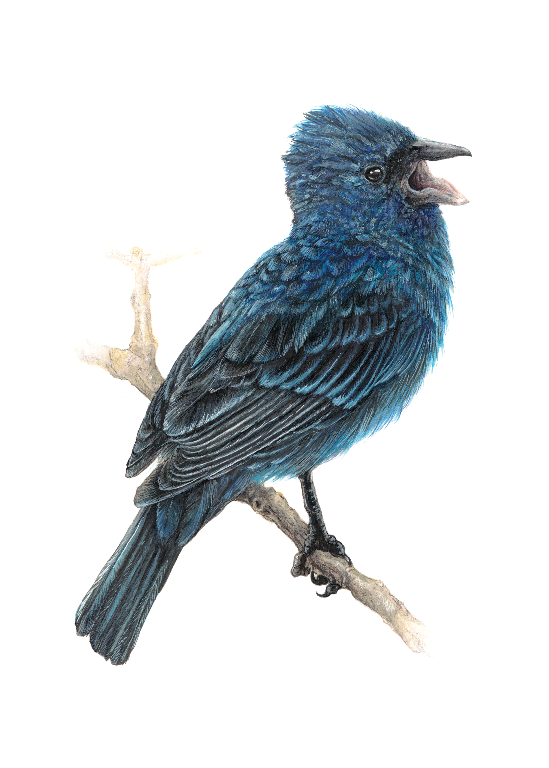 Indigo Bunting Art Print