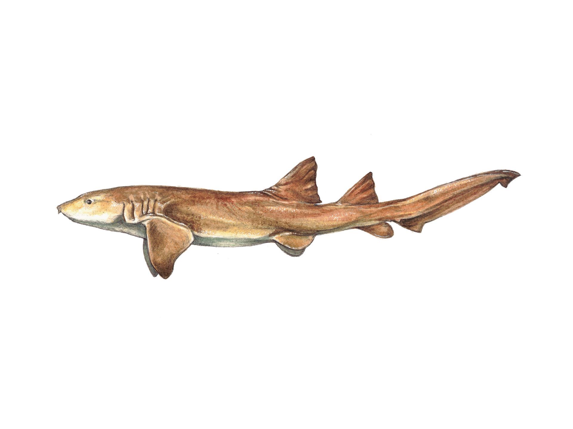 Nurse Shark Print