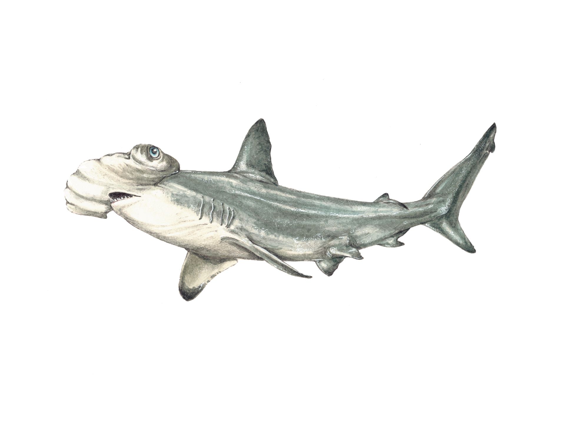 Scalloped Hammerhead Print