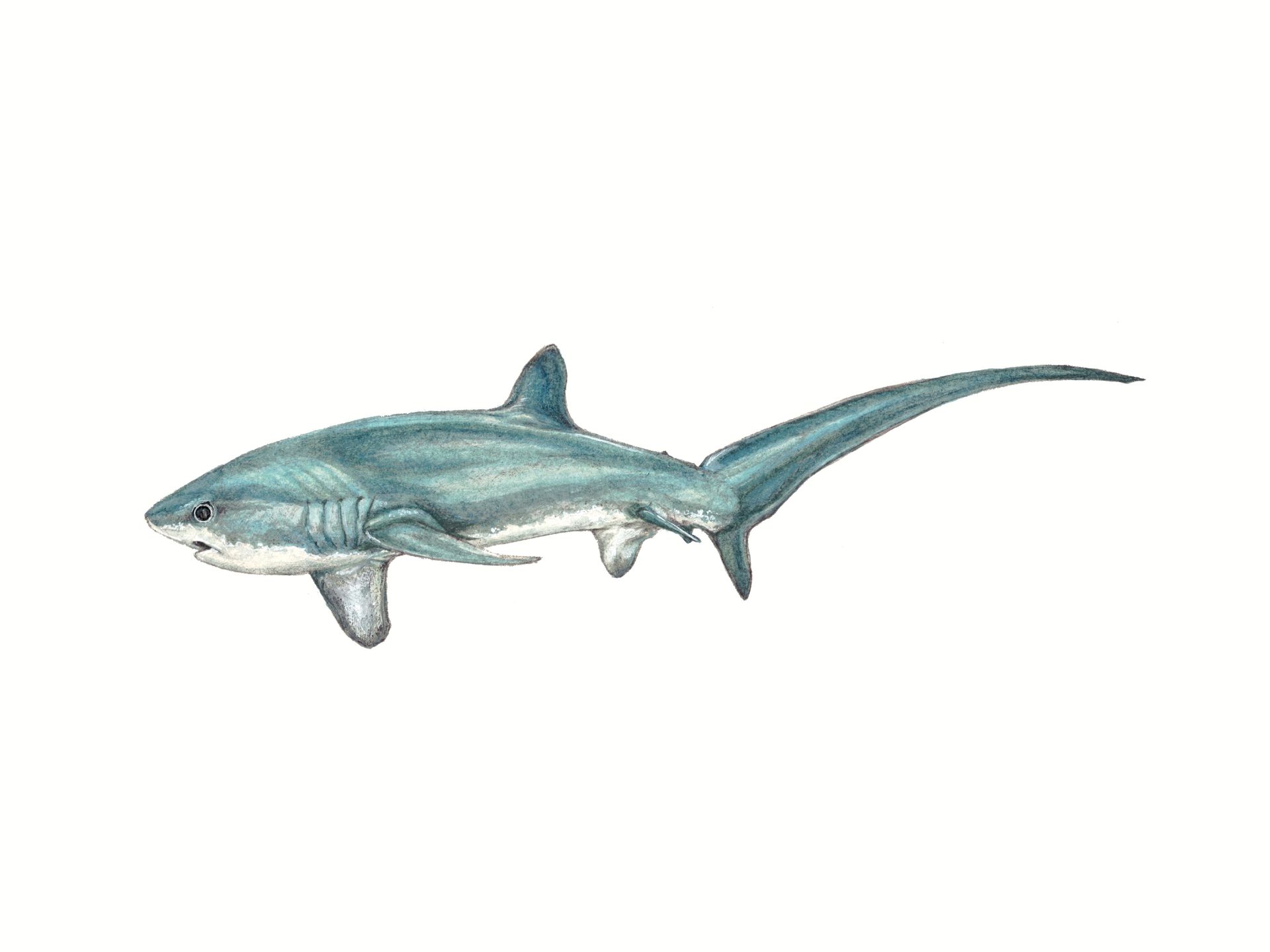 Pelagic Thresher Print