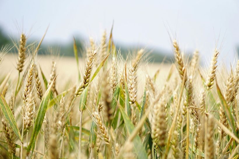 A close up of a field of wheat with a blue sky in the background.