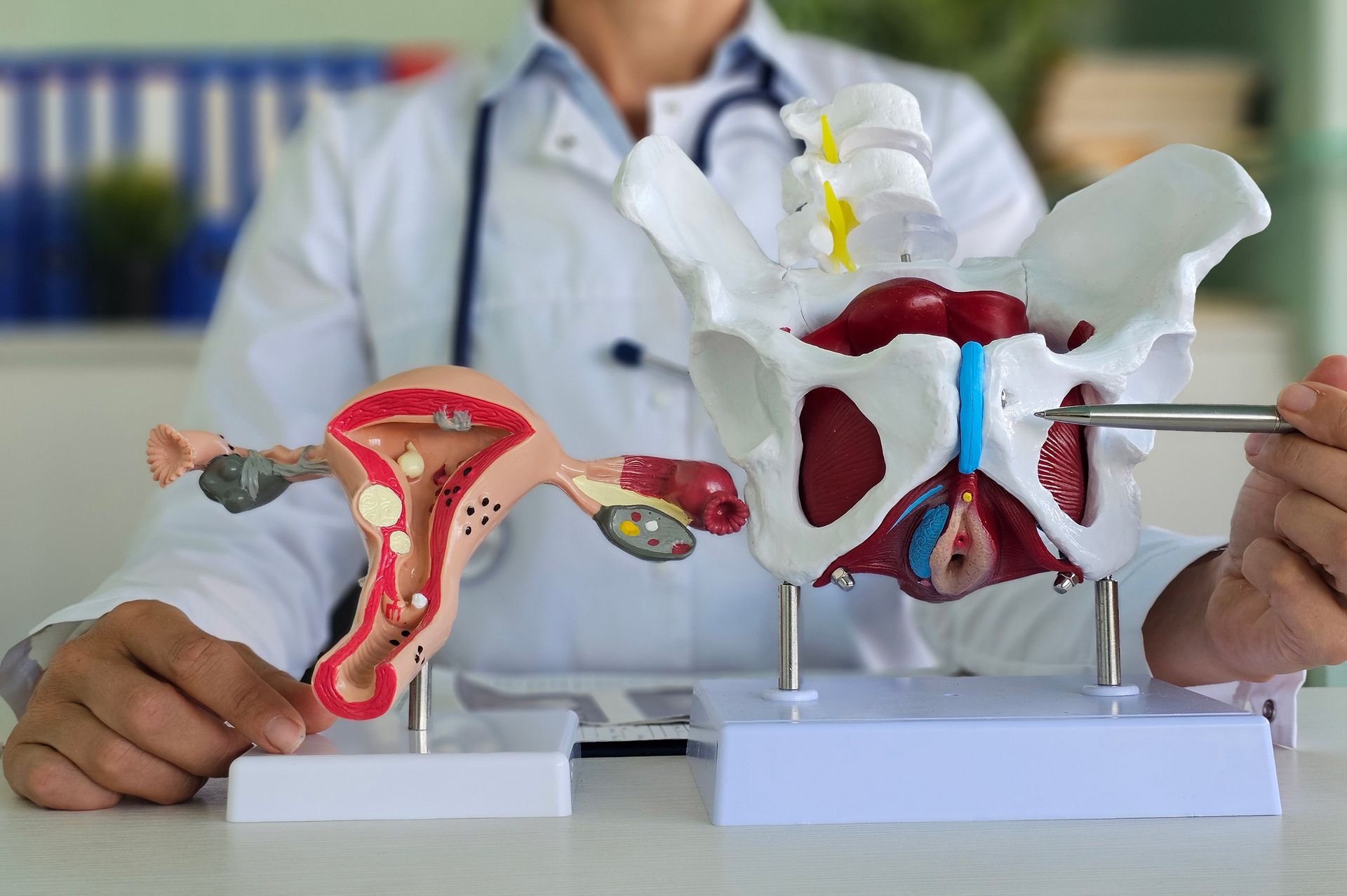 Doctor pointing to a pelvic model with a uterus model beside it, illustrating female anatomy. Doctor pointing to a pelvic model with a uterus model beside it, illustrating female anatomy.