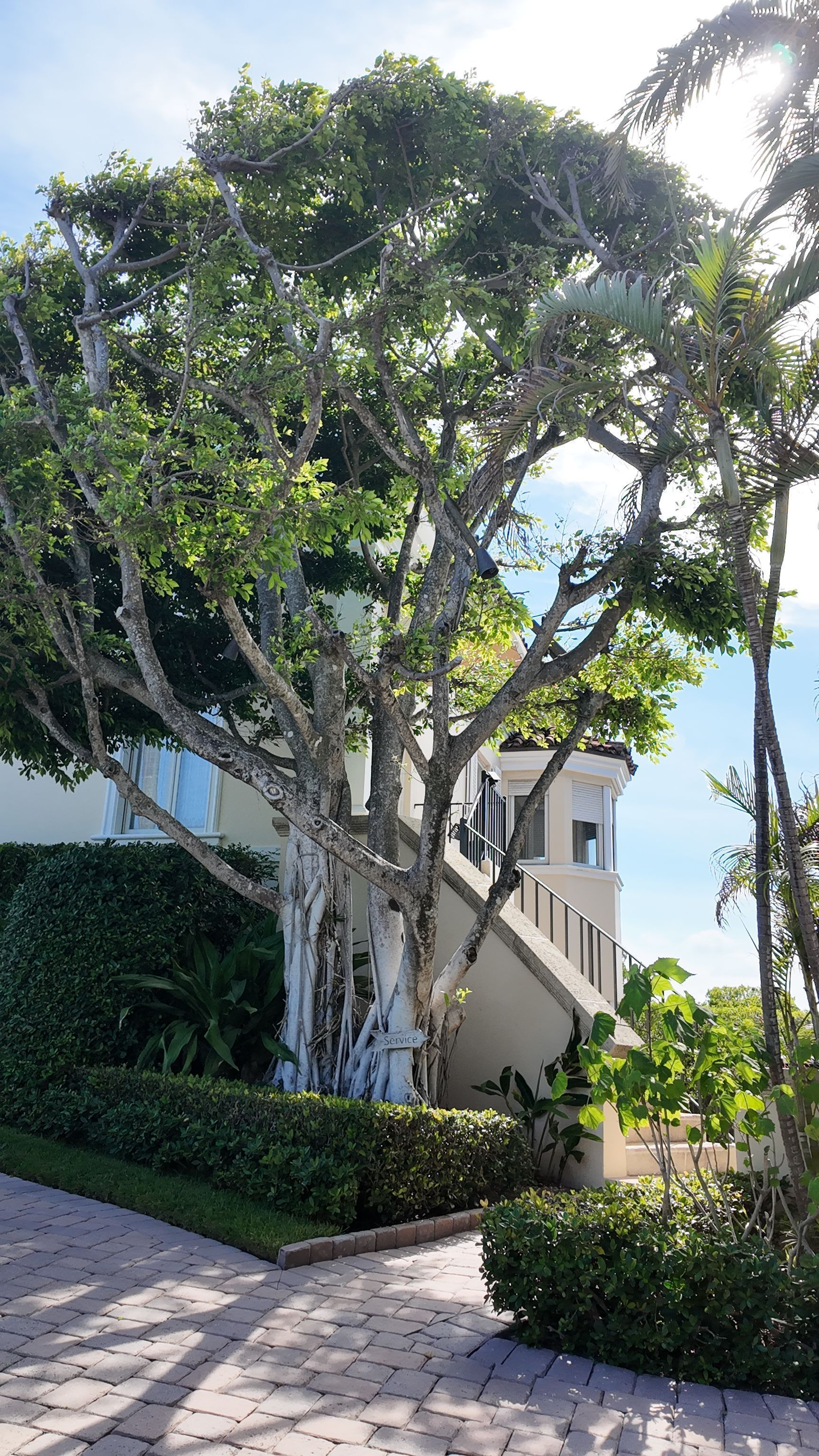 Large leafy tree beside a white building and landscaped walkway in bright sunlight