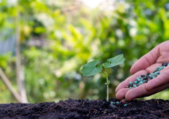 weed control for lawns richmond BC