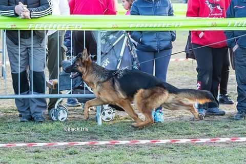 Simba d'Ulmental in movimento