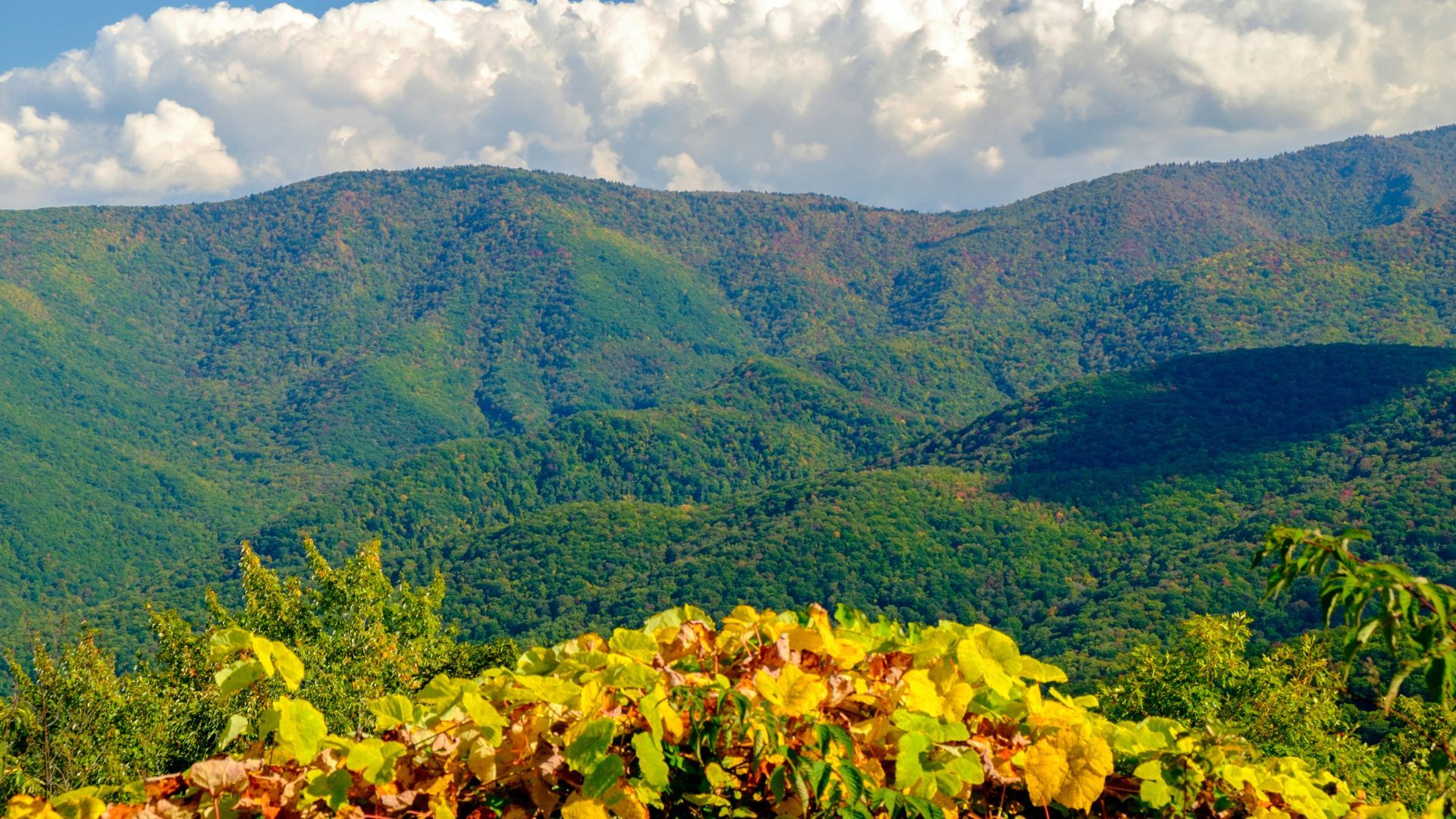 Waynesville
