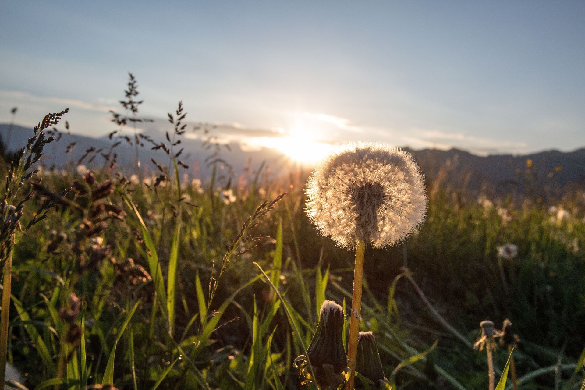 Ein Löwenzahnsamenkopf leuchtet im Schein der untergehenden Sonne auf einer grasbewachsenen Wiese, im Hintergrund sind die Berge zu sehen.