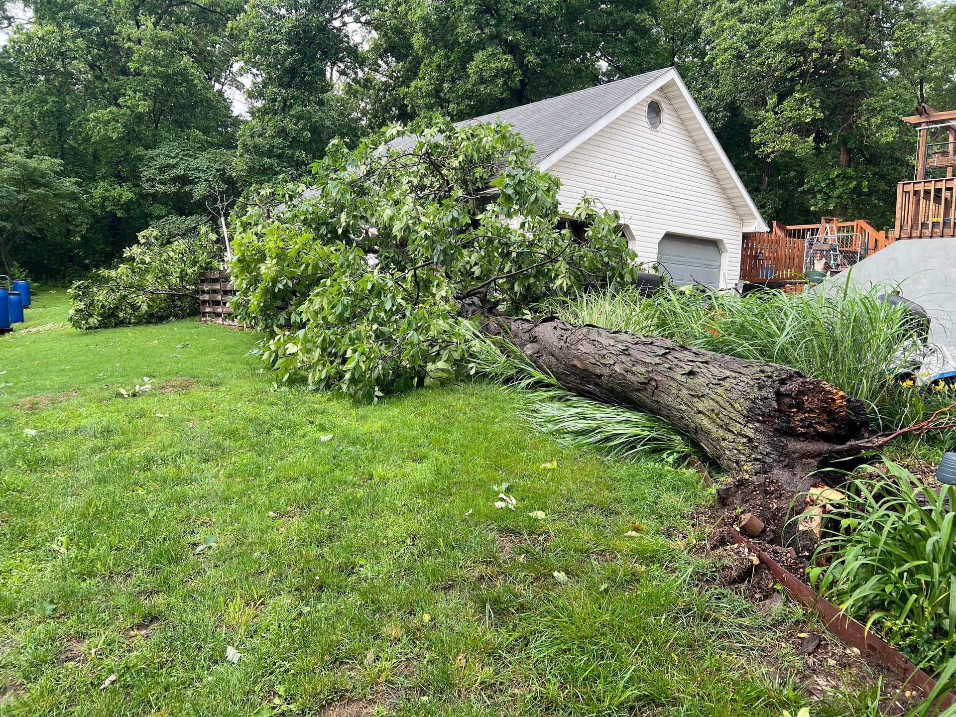 Large tree branch overhanging a yard, partially blocking a white house and a path. Green foliage, sunny day.