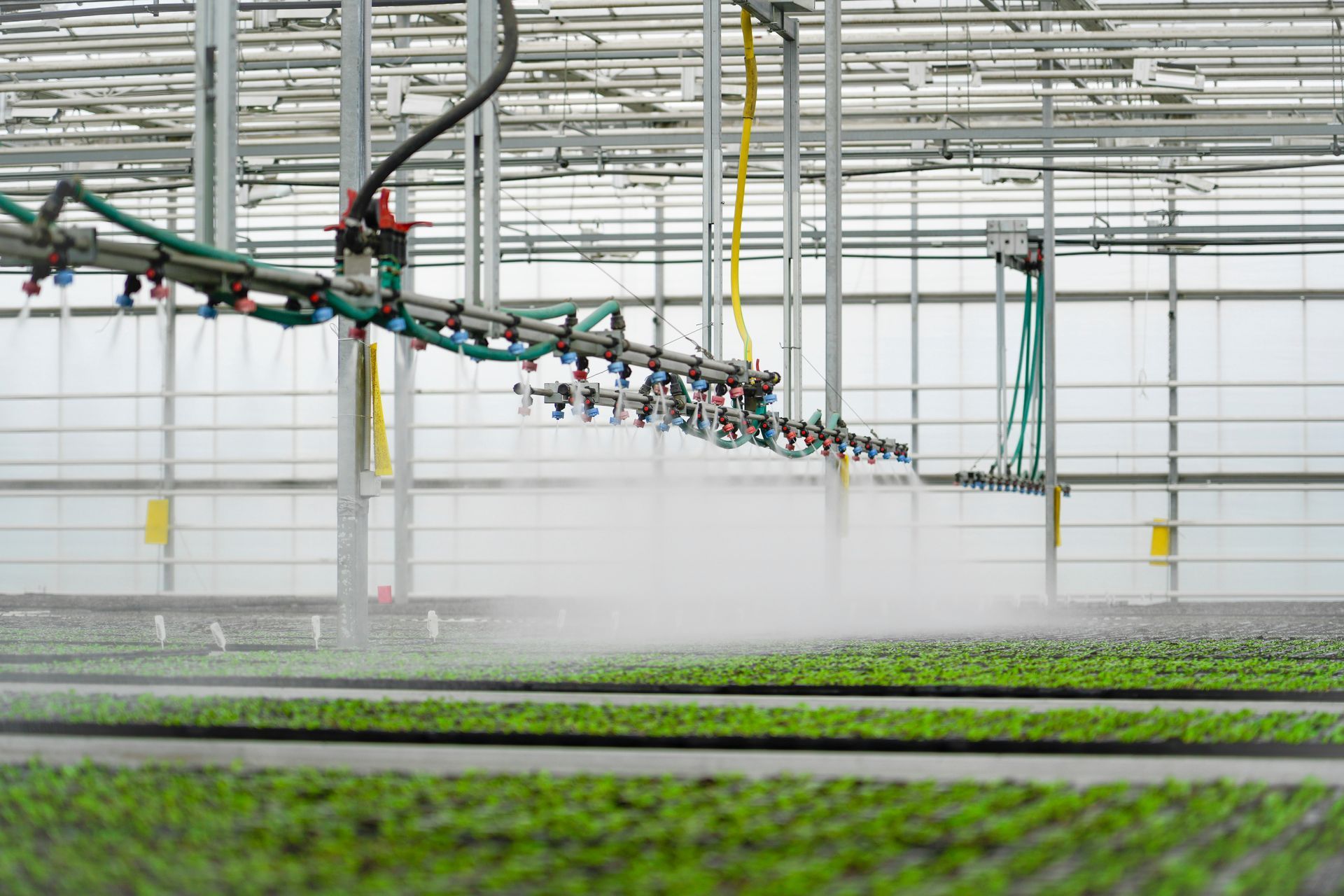 Overhead irrigation boom watering rows of green seedlings in a greenhouse.