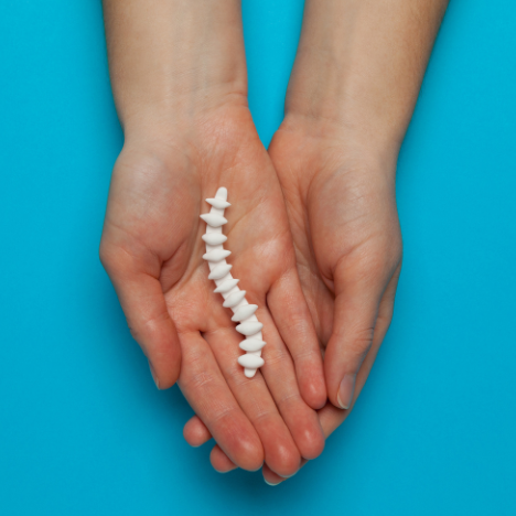 Hands holding a white spine model on a blue background