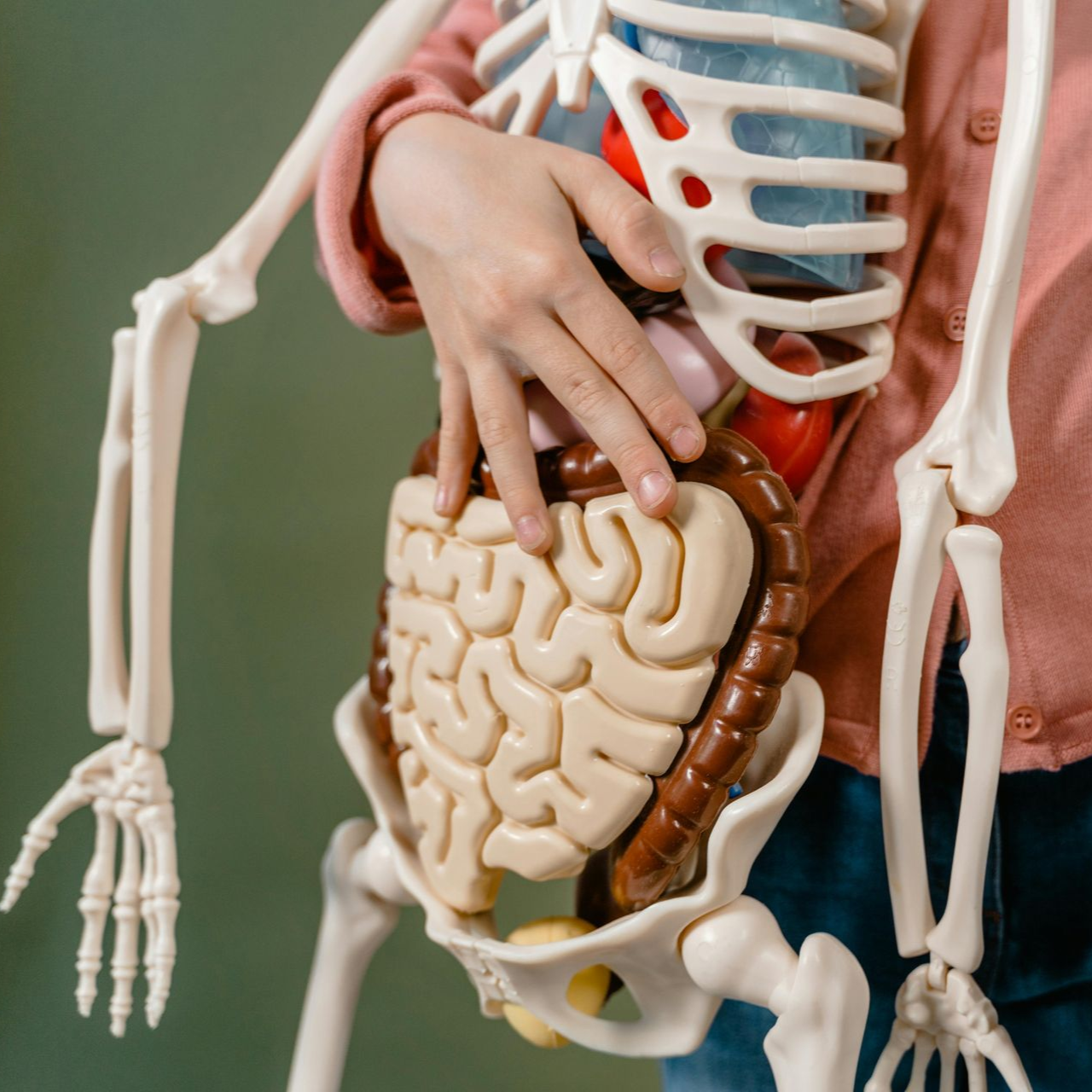 Skeleton anatomy model showing a hand over the intestines and internal organs