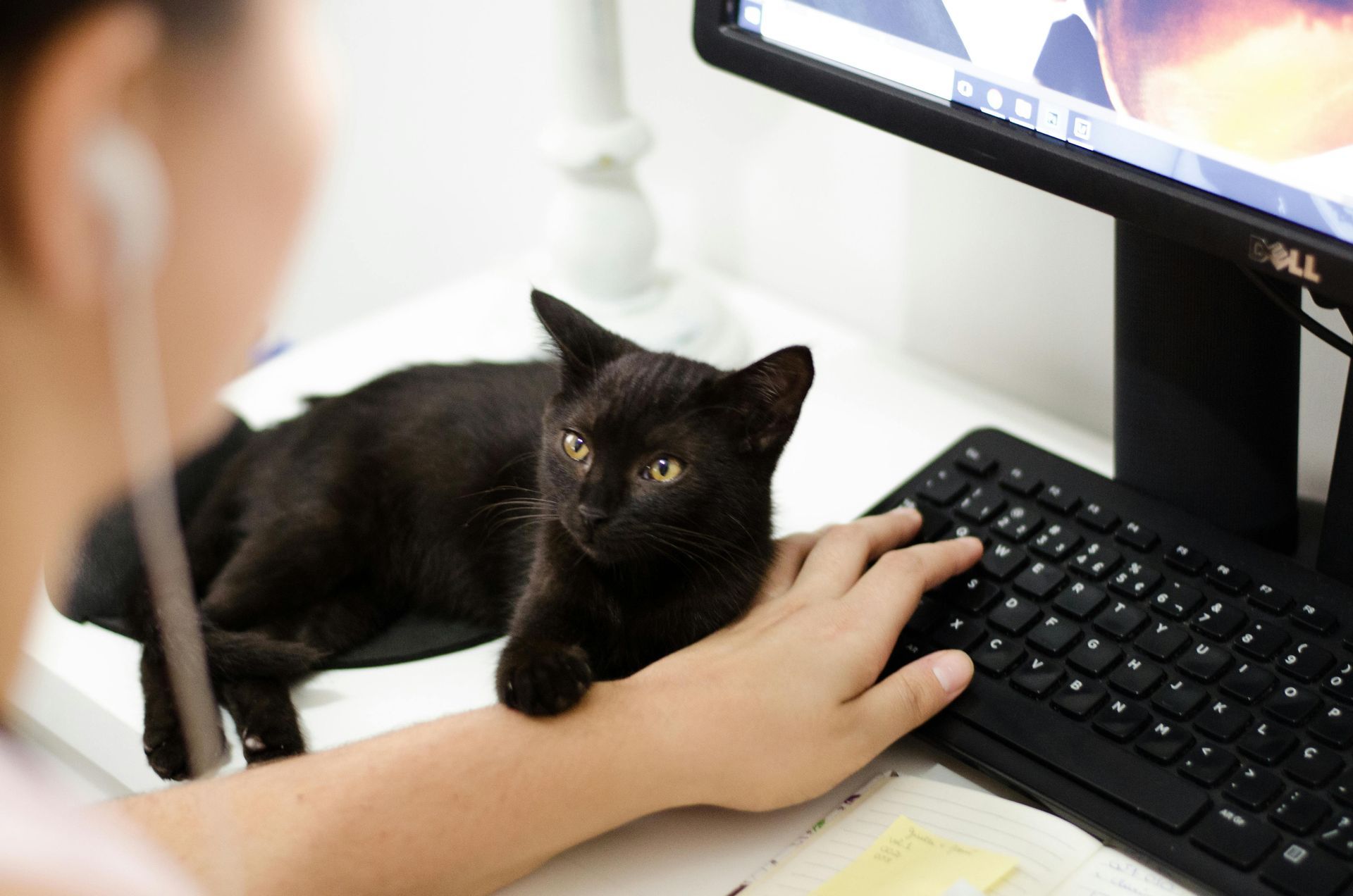 Black cat resting on a person's hand while they use a keyboard; a computer monitor is in the background.