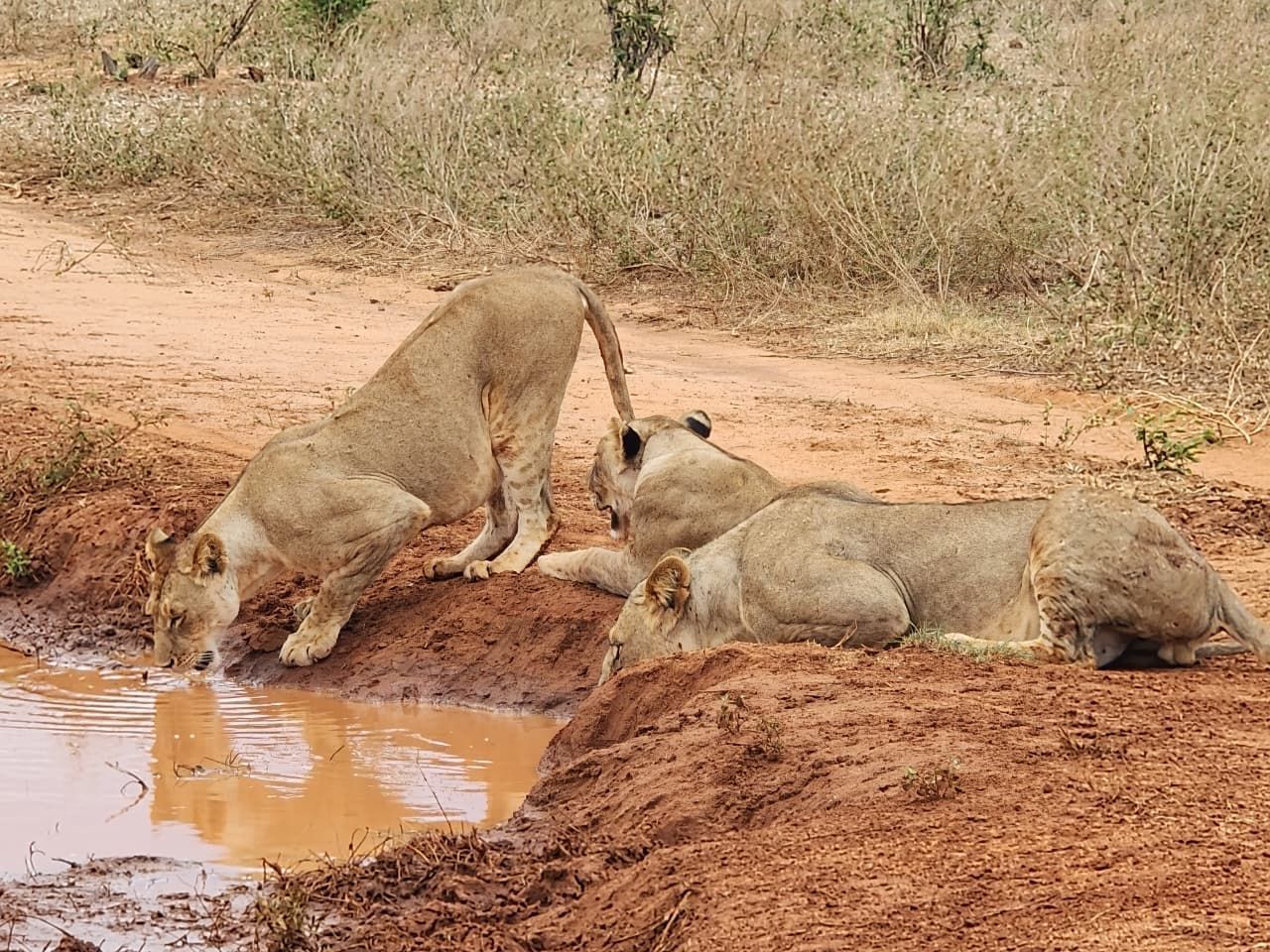 Three lions at a muddy watering hole. One drinks, two rest. Reddish-brown dirt, tan lions.