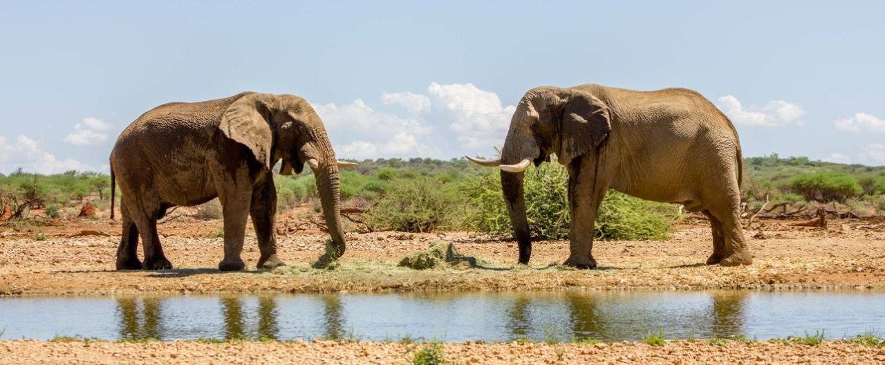 Two elephants stand near a watering hole in a sunny, dry landscape.
