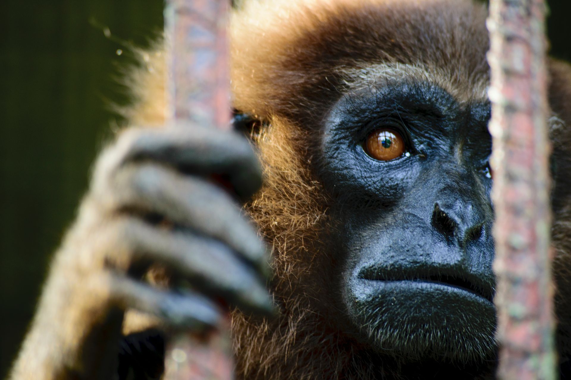 Monkey with brown fur and thoughtful expression, holding cage bars.