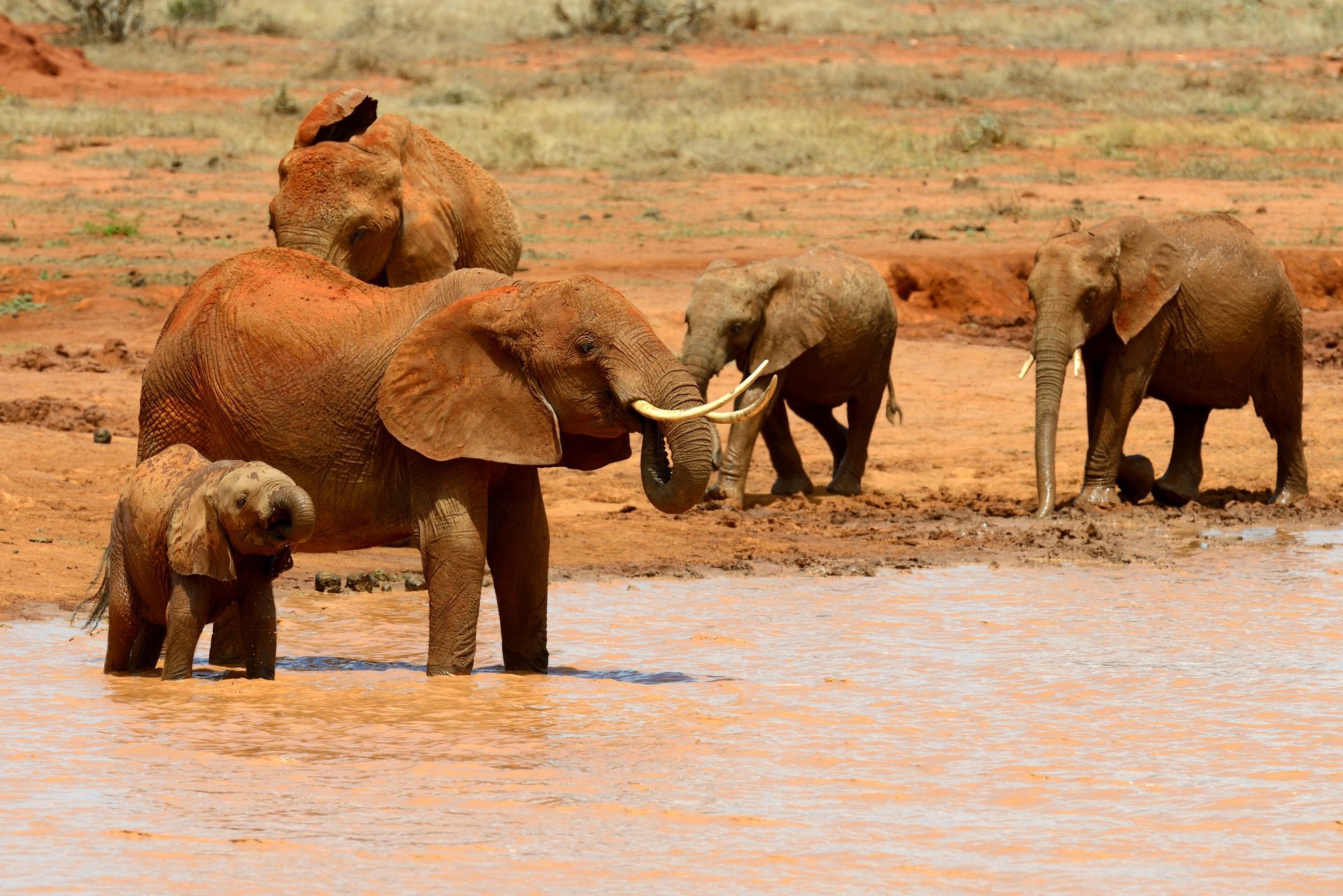 Elephants, covered in red mud, gather at a watering hole in a dry, grassy landscape.