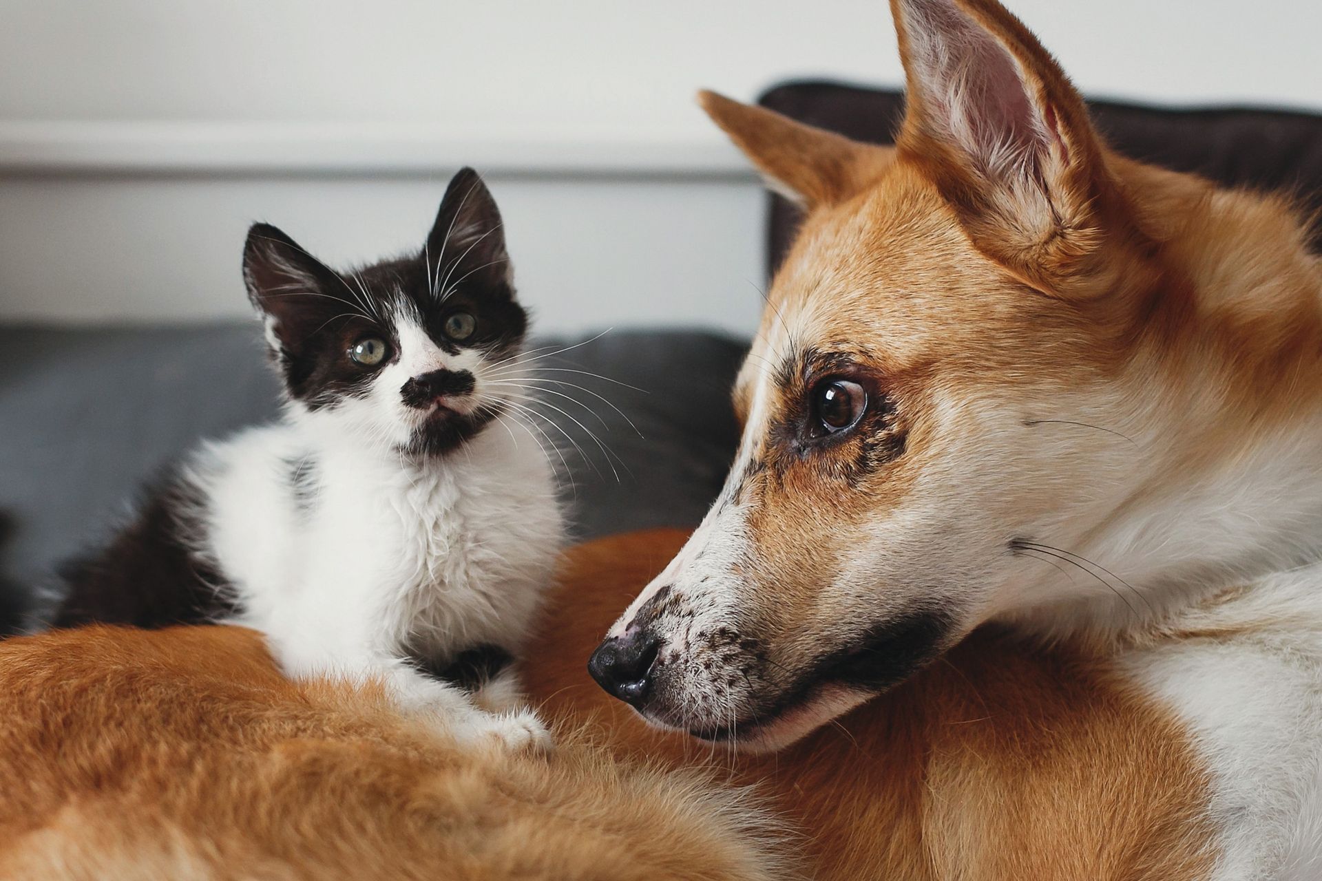 Trinity Pet Hospital's caring veterinarians providing exceptional veterinary services to a furry pet