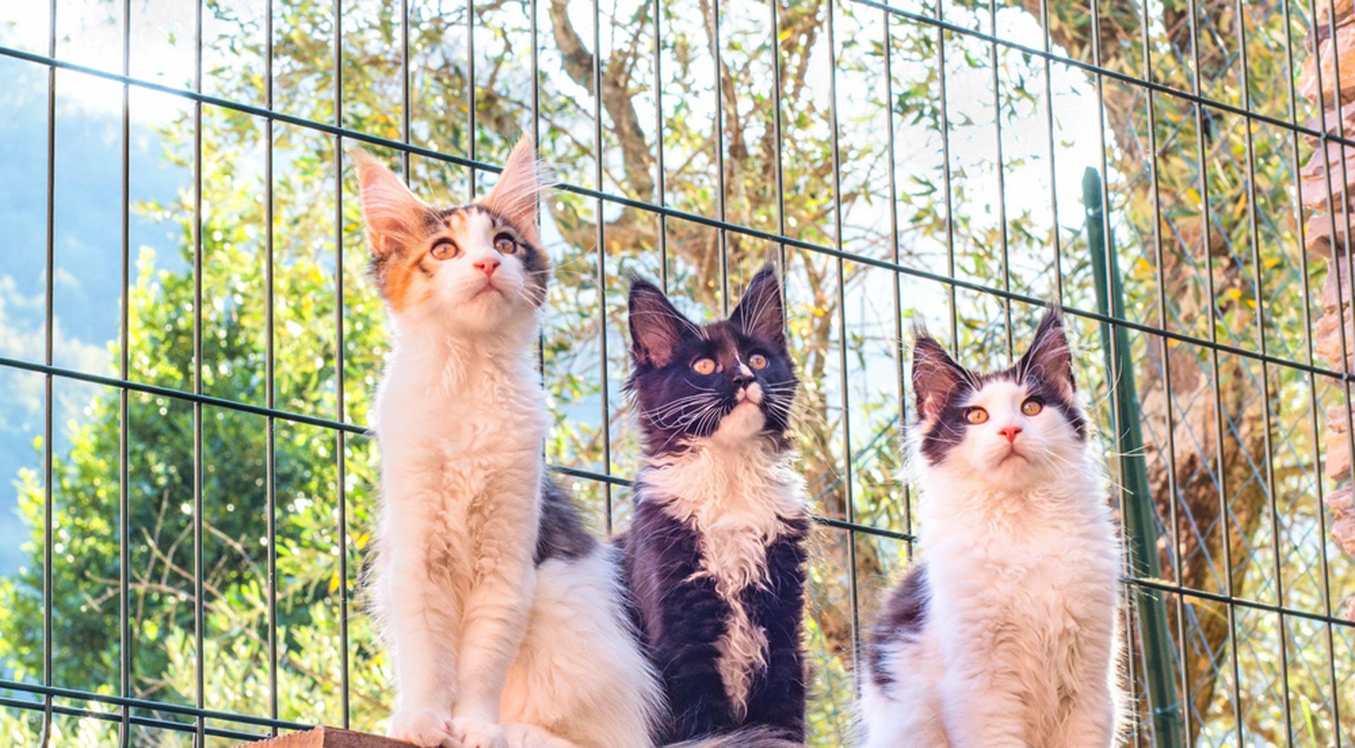 About Simply Catz