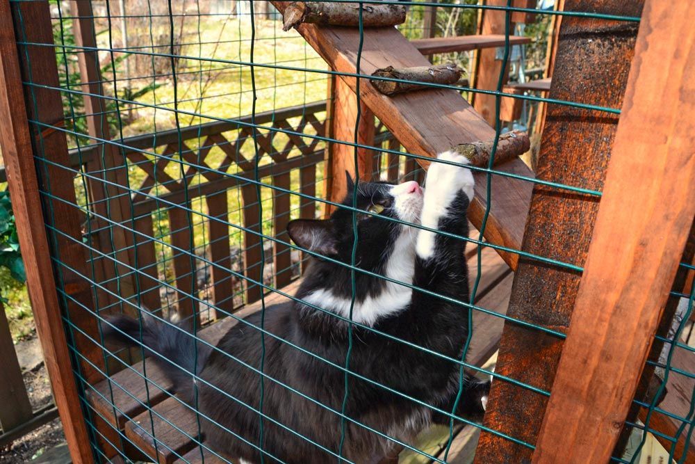 Cat in an outdoor enclosure - Simply Catz Cattery in Townsville, QLD