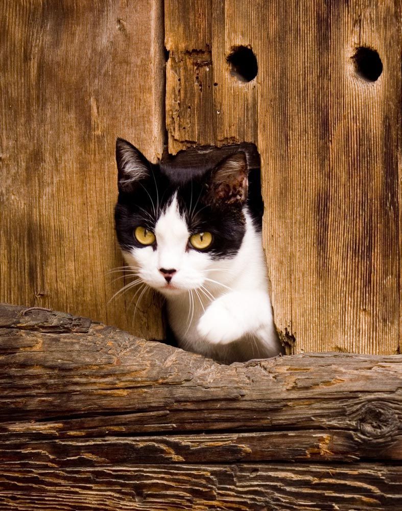 Cat Peeking from Barn Door - Simply Catz Cattery in Townsville, QLD