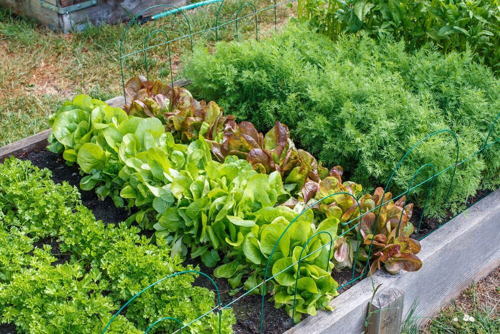 Community garden - Simply Catz Cattery in Townsville, QLD
