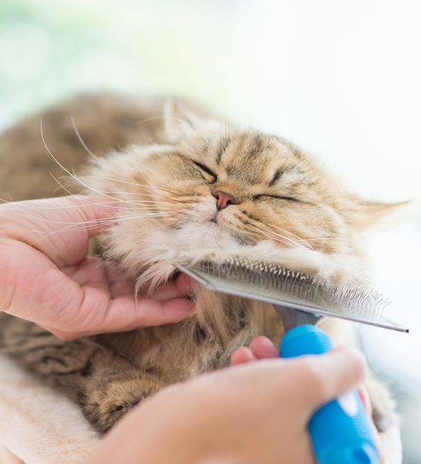 Brushing the Persian Cat Using a Comb - Simply Catz Cattery in Townsville, QLD