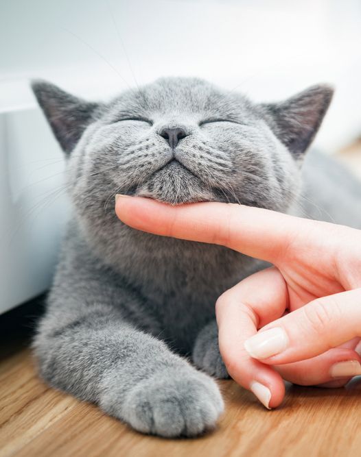 Happy Kitten Likes Being Stroked by Woman's Hand - Simply Catz Cattery in Townsville, QLD