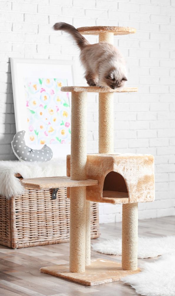 Cute Kitty on Cat Tree at Home - Simply Catz Cattery in Townsville, QLD