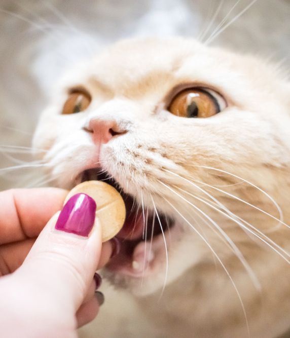 White cat is taking its medicine - Simply Catz Cattery in Townsville, QLD
