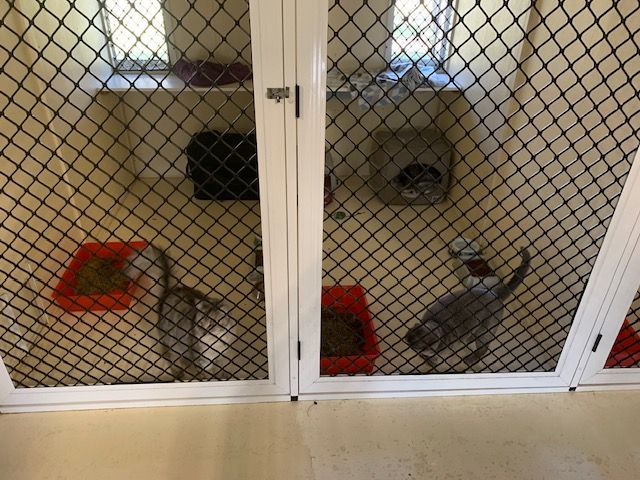 A Cattery Small Suites with Cats Inside in Townsville, QLD