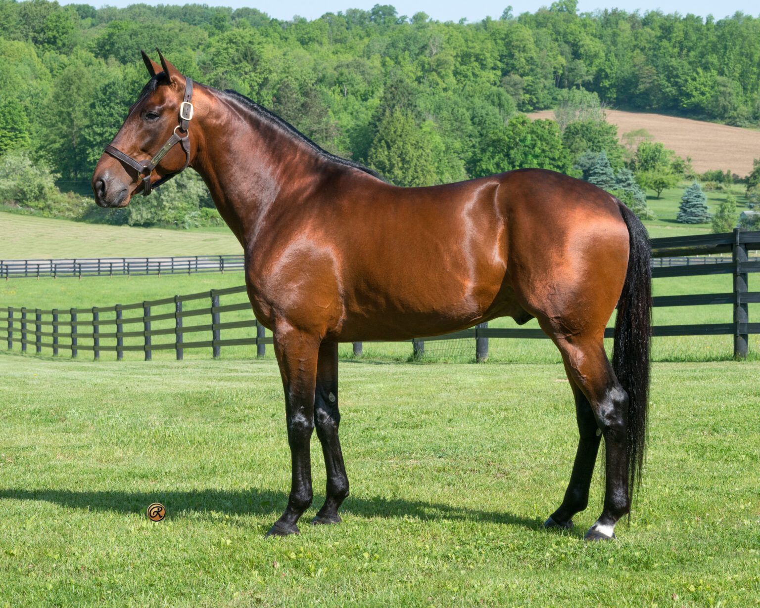 Rockyroad Hanover racing