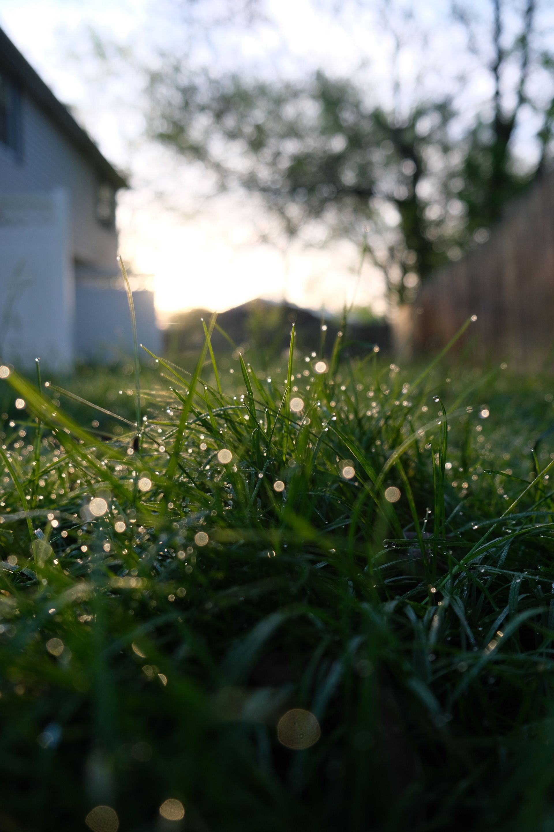 Dew-covered grass in a backyard at sunrise, with a house and trees softly blurred in the background