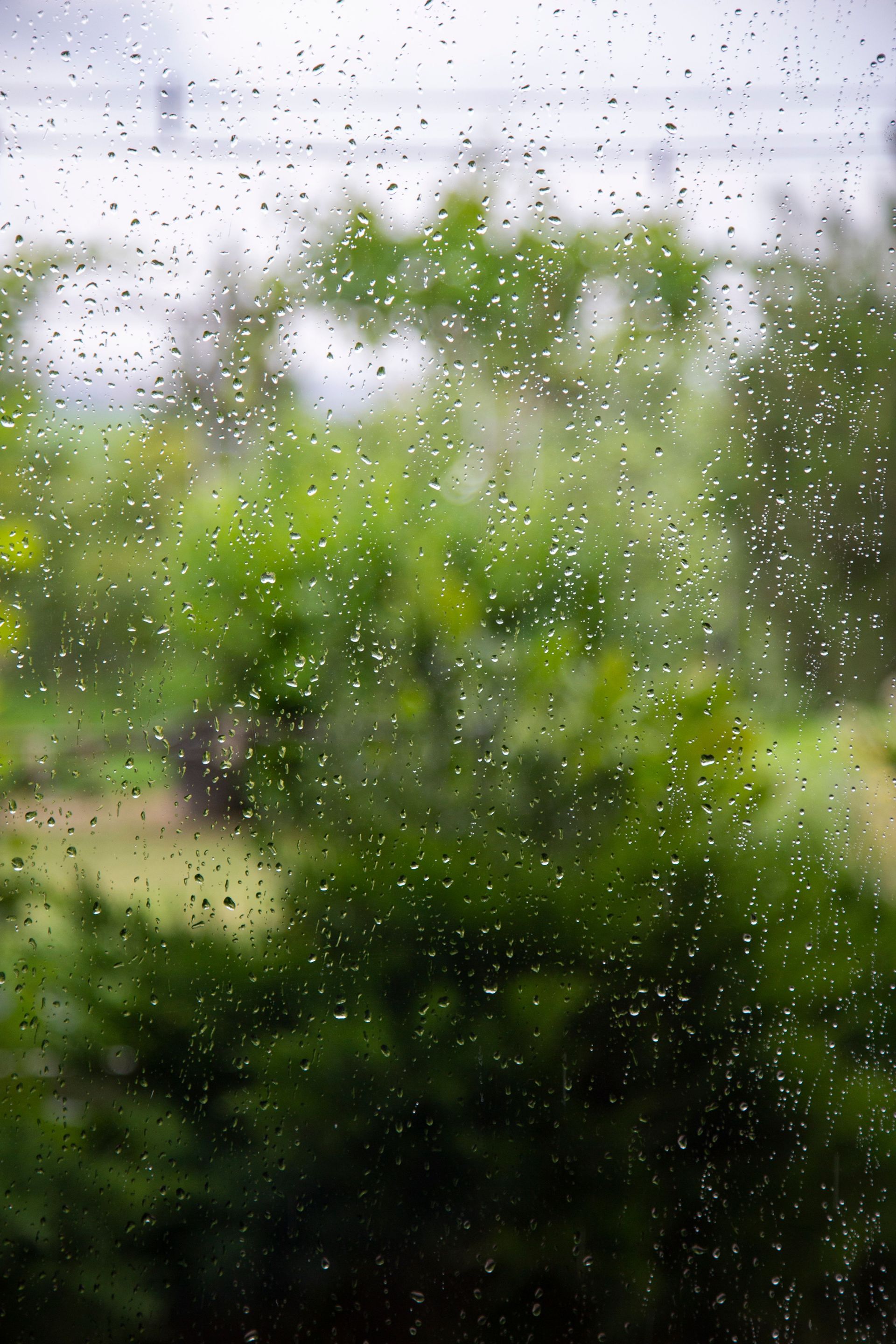 Rain-speckled window view of lush green trees and foliage outdoors