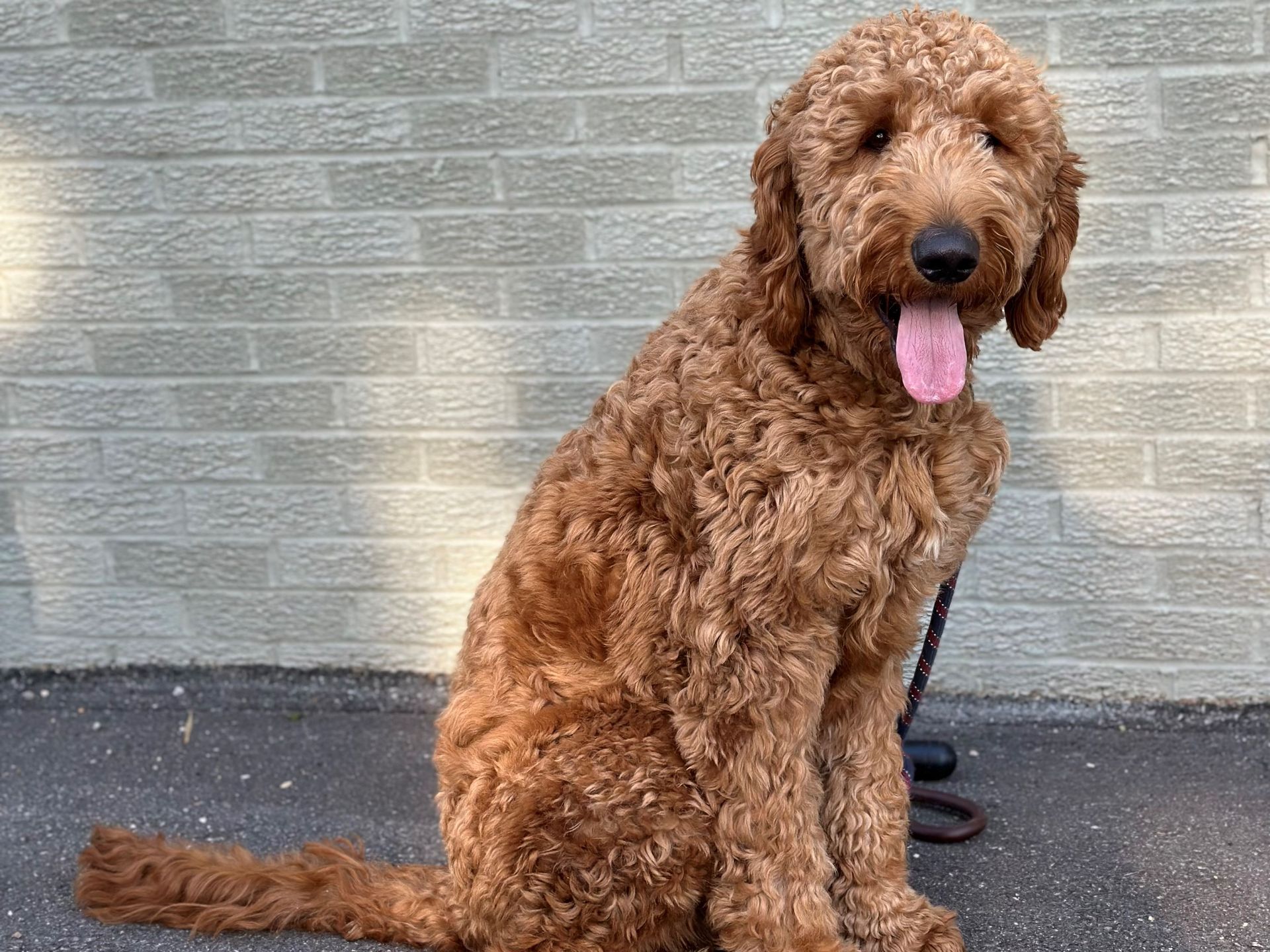 Curly brown dog sitting on pavement in front of a gray brick wall, tongue out.