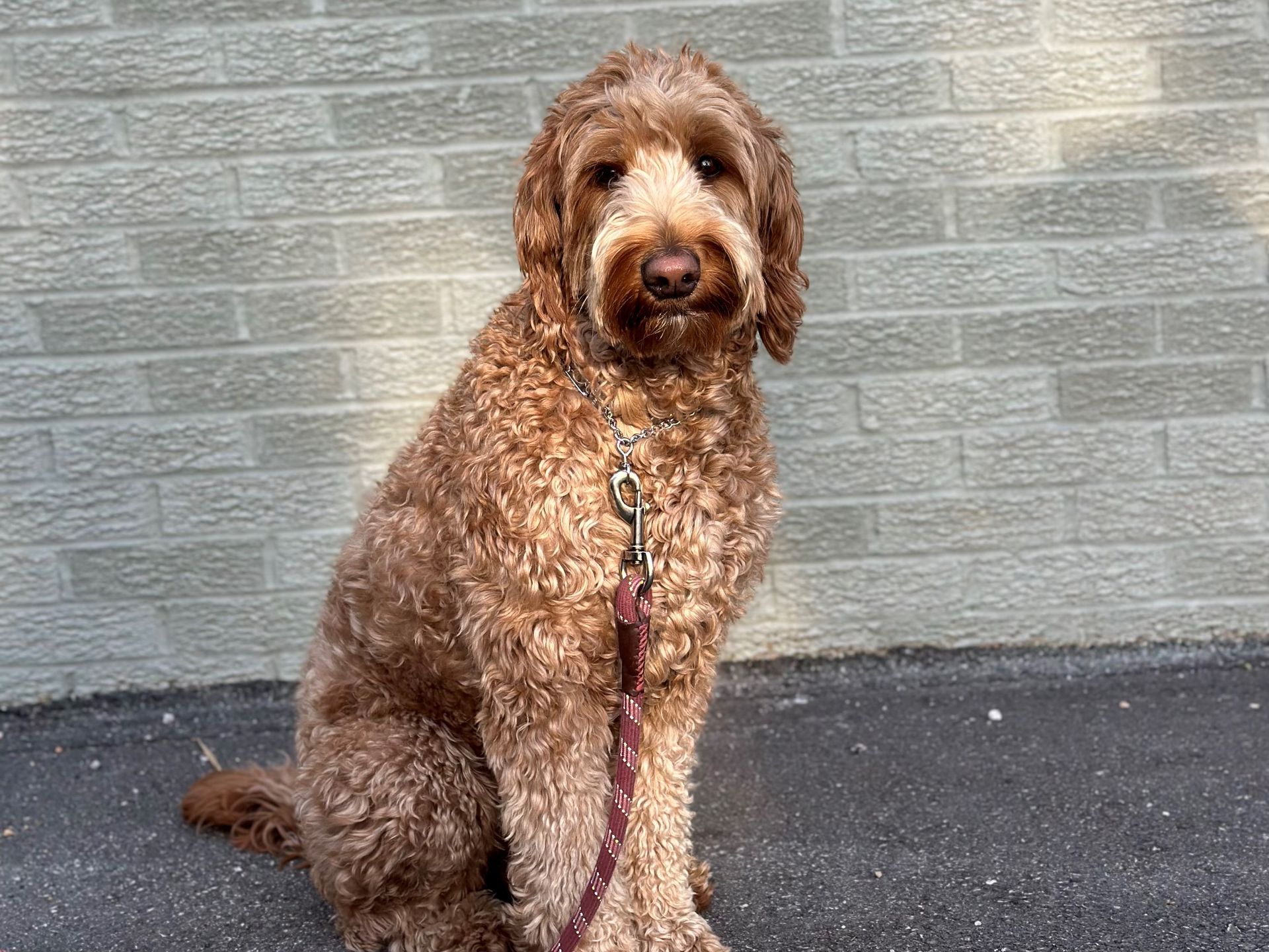 Brown curly dog sitting on pavement in front of a gray brick wall, wearing a leash