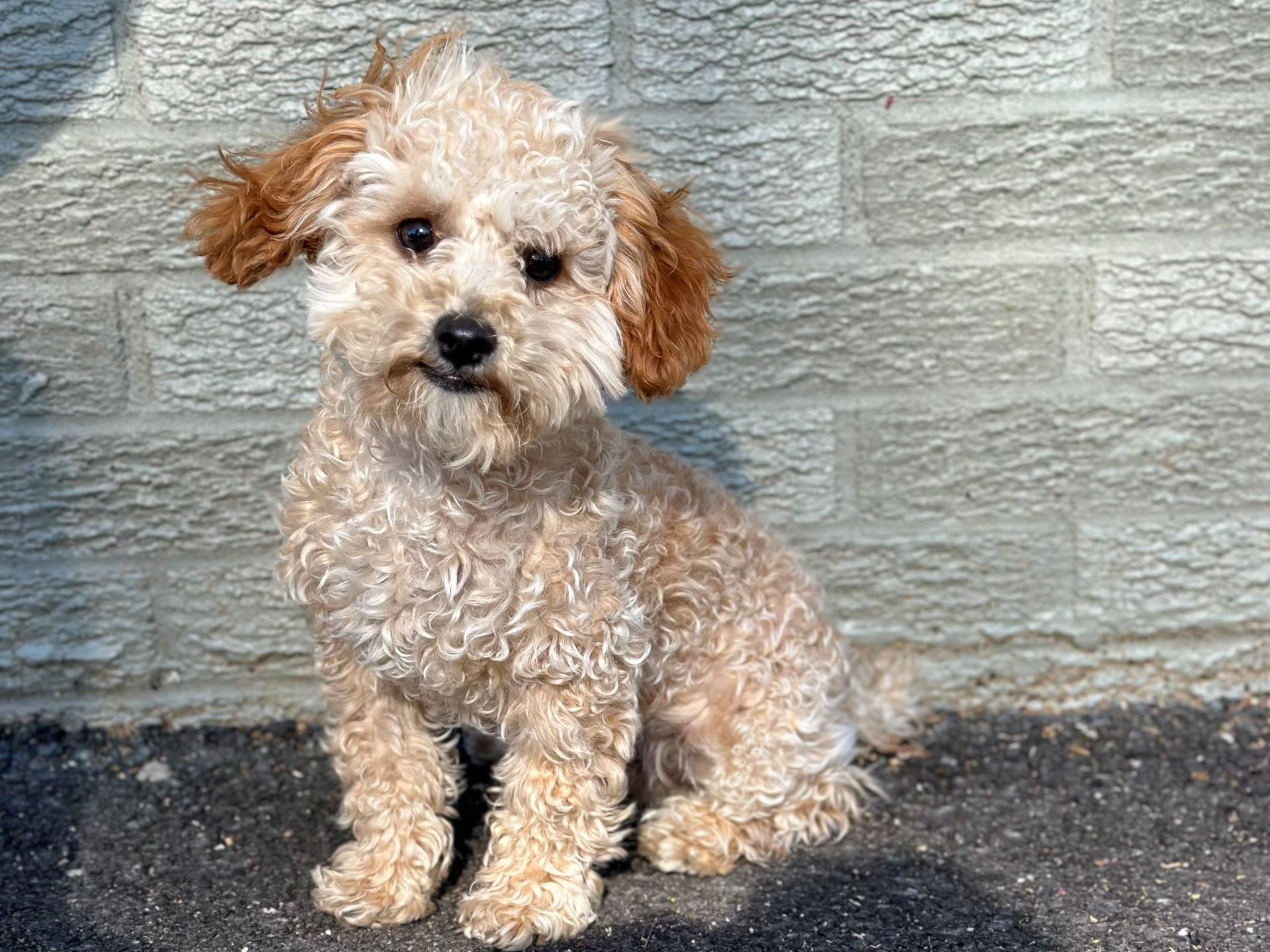Small curly-haired tan puppy sitting on pavement in front of a stone wall.