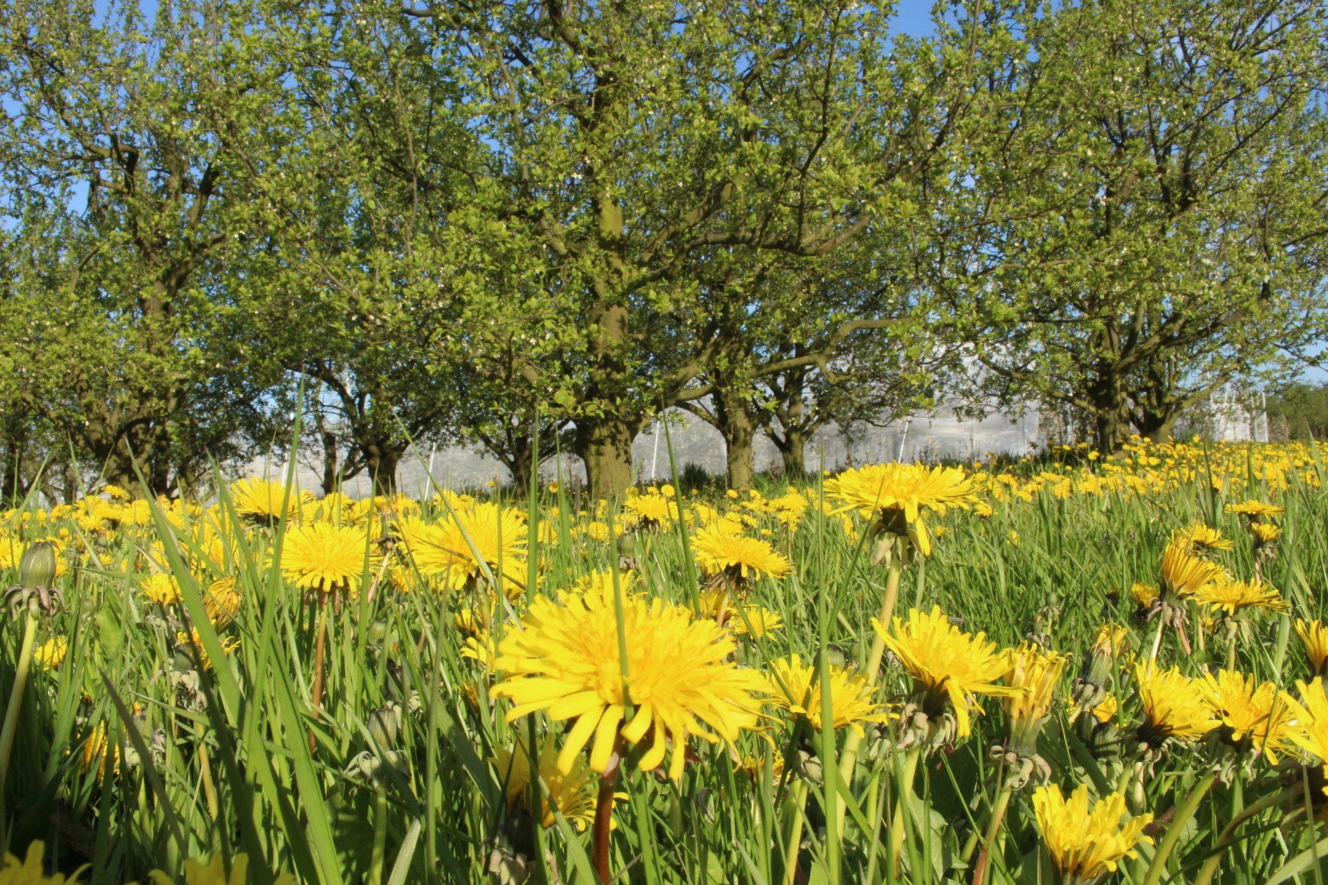 Gelbe Wildblumen blühen an einem sonnigen Tag auf einer grasbewachsenen Wiese unter Bäumen.