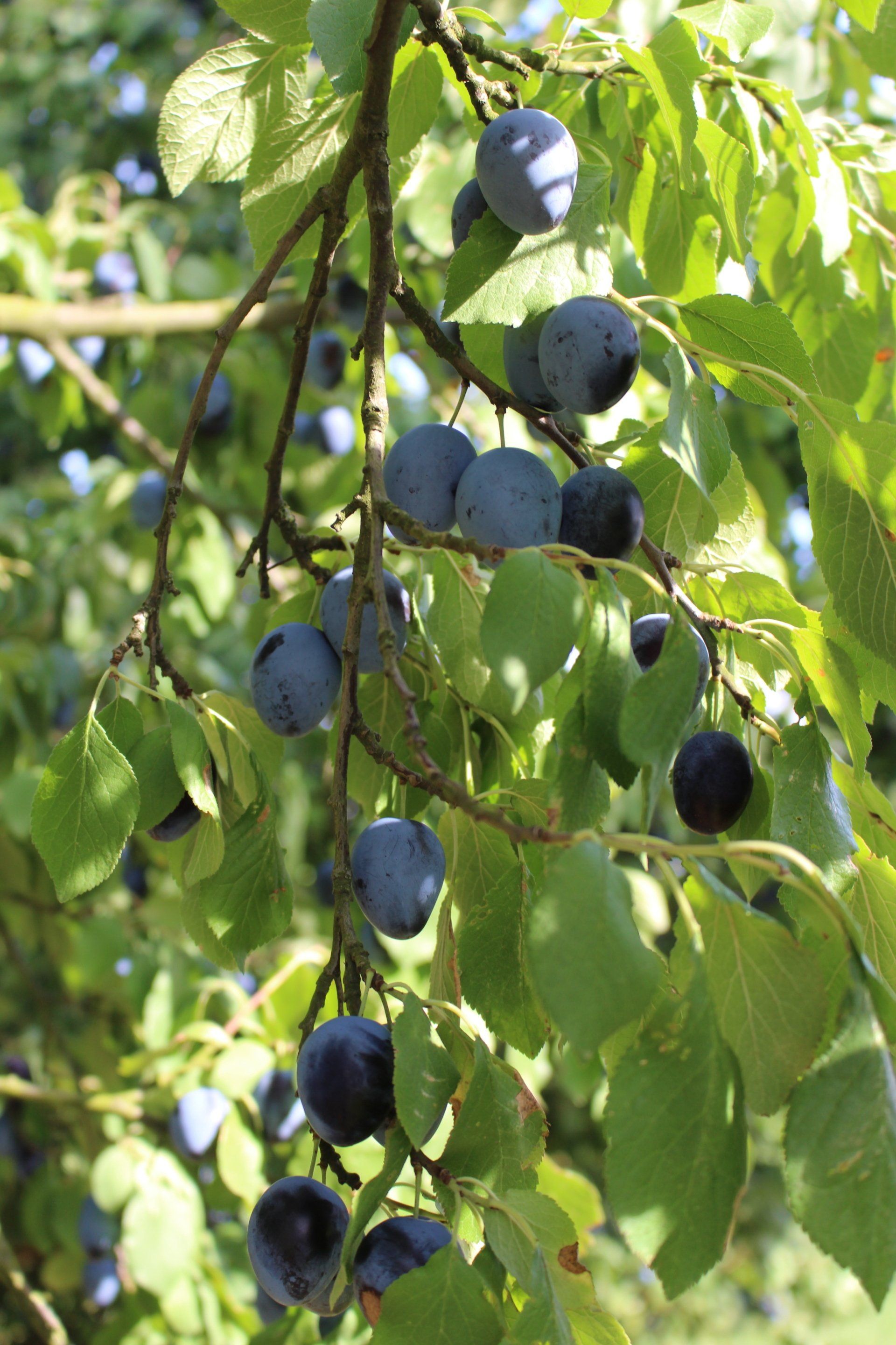Blaue Pflaumen hängen im Sonnenlicht zwischen grünen Blättern an einem Ast.