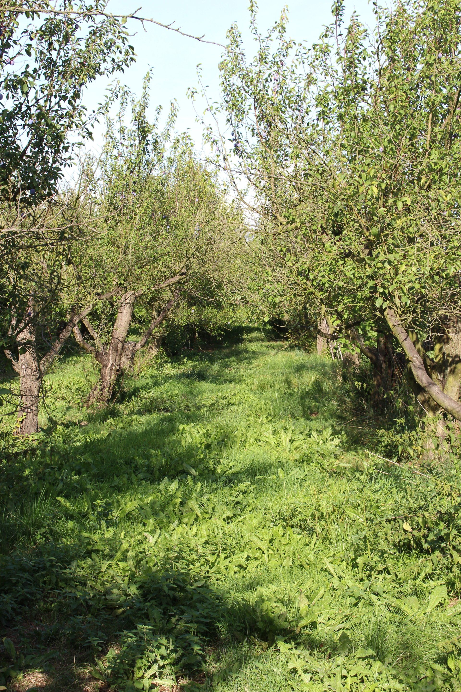 Obstgarten mit Reihen von Laubbäumen und einem sonnigen Grasweg dazwischen