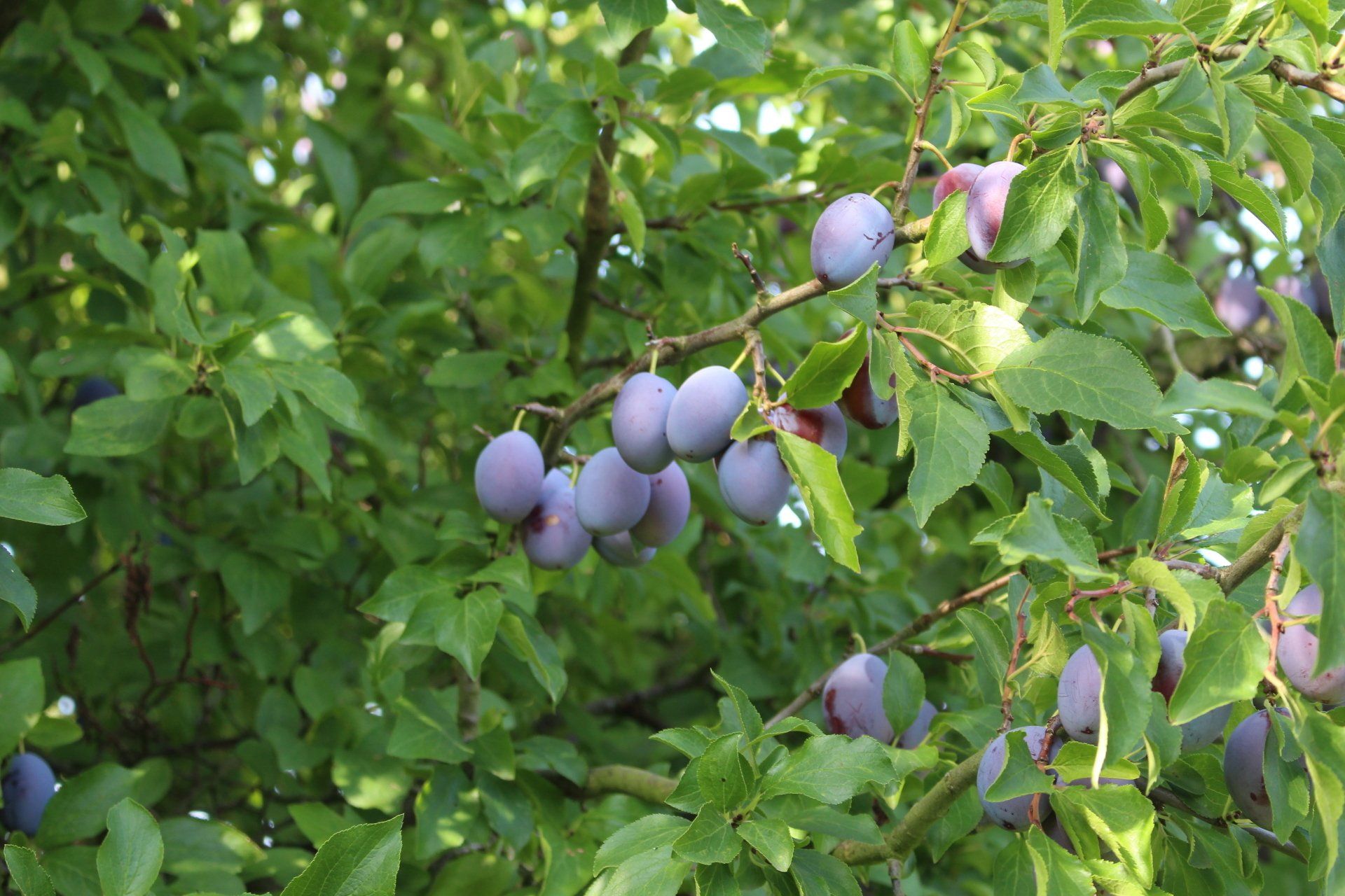 Lila Pflaumen hängen zwischen grünen Blättern an einem Baum