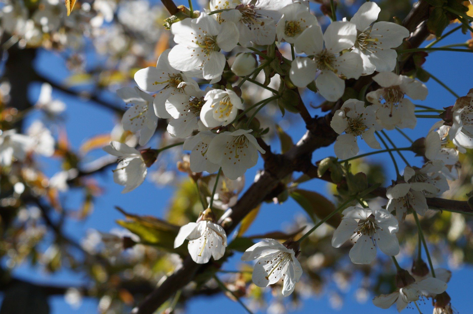 Weiße Blüten an Baumzweigen vor blauem Himmel