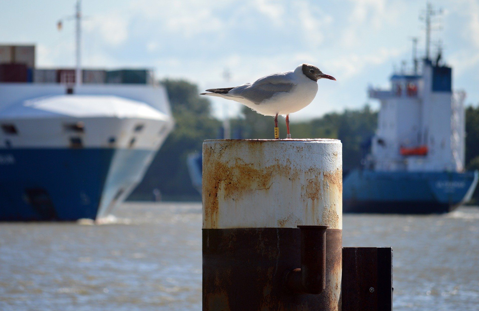 Eine Möwe sitzt auf einem verrosteten Pfahl, im Hintergrund sind Schiffe in einem Hafen zu sehen.