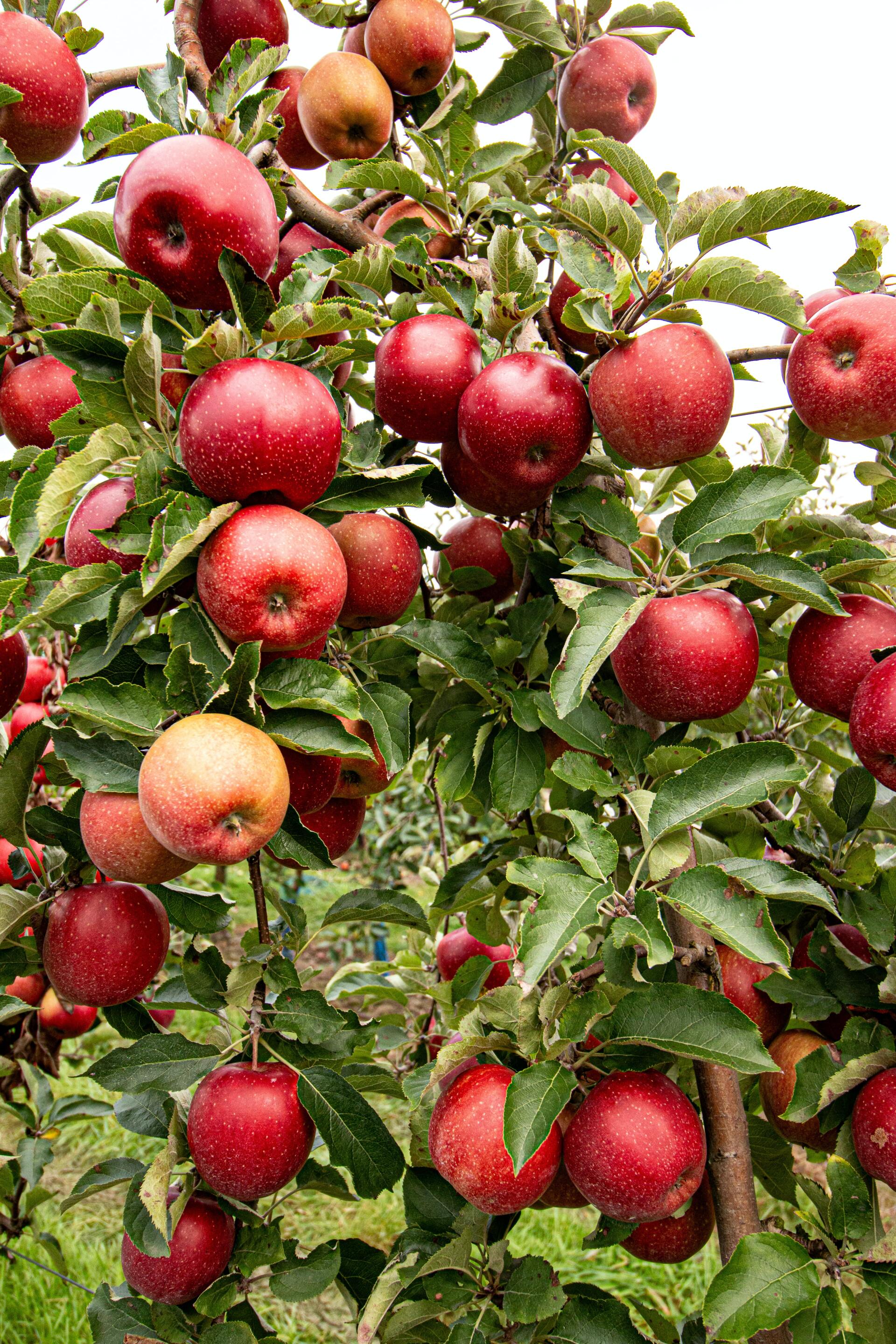 Apfelbaum voller roter Äpfel zwischen grünen Blättern