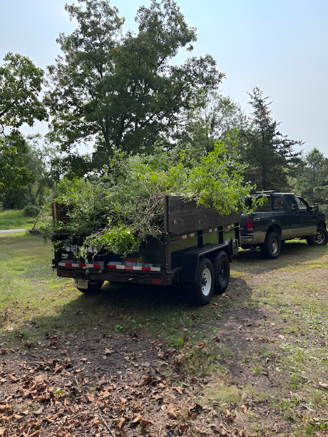 A trailer loaded with green tree branches hitched to a black pickup truck in a wooded area.