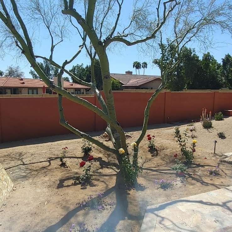 Bare tree in a sandy yard with red and yellow flowers, a red wall, and houses in the background.