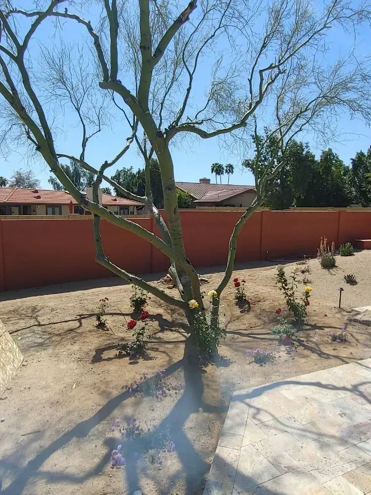 Bare-branched tree with red roses in a sandy yard, backed by an orange wall and buildings.