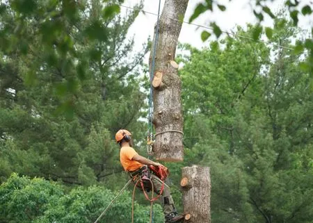 Arborist in orange gear trimming a tall pine tree with a chainsaw and ropes in a forest.