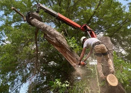 Tree worker cutting a large tree trunk with a chainsaw while supported by a boom lift.